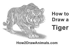 How To Draw A Tiger Roaring Tiger drawing tiger art tiger painting beautiful cats animals beautiful big cats cats and kittens art tigre angry tiger. how to draw a tiger roaring