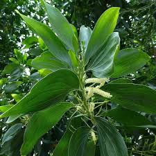 Image result for Acacia mangium