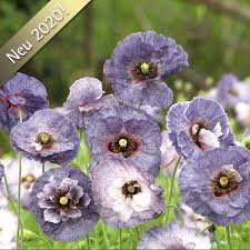 Mohn Amazing Grey In 2020 Mohnblume Pflanzen Saatgut
