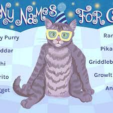 Find the perfect female kitten names with our collection of 500+ popular & unique female cat names. 76 Funny Names For Cats