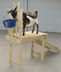 How To Build A Goat Milking Stand In 2020 Goat Milking Goat Milking Stand Goat Playground