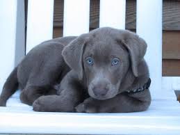 4 mixed breed puppies for sale. Cute Black Lab Puppy Novocom Top