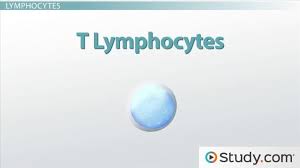 How The Human Immune System Works Video Lesson Transcript Study Com