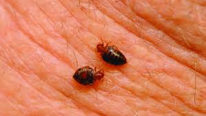 The worst part is that bed bugs are difficult to spot. How Do Bedbugs Spread