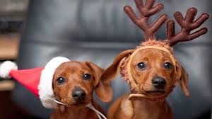 Mindenkinek Kivanok Aldott Bekes Unnepeket Es Fokepp Boldog Uj Evet Jo Egeszseget Haziorvosinfo Hu