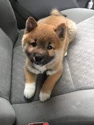 susser shiba inu welpe sussester shiba inu welpe frag mich etwas oooh suss shiba inu welpen shiba inu welpe shiba inu