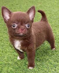 Check spelling or type a new query. Chocolate Chihuahua Puppy Short Hair Chihuahua Puppies Cute Chihuahua Chihuahua Love