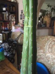 If parts of the docment are being cut off rather than condensed in to the printout, the issue may be related to the program that is being used. Cactus Split Open On Side Helpfulgardener Com