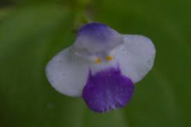 Image result for Craterostigma nummulariifolium