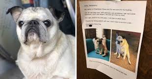 Read This Woman S Sweet Apology Letter To Her Neighbor About Her Senior Pugs Howling Pugs Funny Pugs Funny Dog Memes