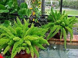 Foxtail Ferns The Perfect Shade Container Plant Springer Ryi In All It S Forms Is A Great Shade Landscape Plant Shade Landscaping Landscaping Plants Plants