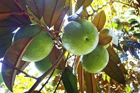 They flower in the springtime, bear fruit in the summer and provide lush. Tropical Taste Of Hawaii The Starry Star Apple Dengarden