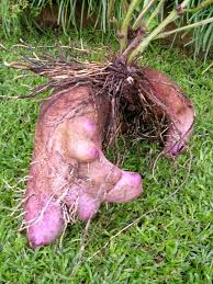 Image result for Dioscorea alata