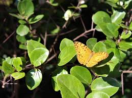 Image result for Dovyalis sp. A