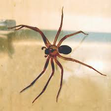Poisonous arthropod on a wooden surface. Brown Recluse Pictures Image Gallery