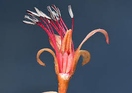 Image result for Brasenia