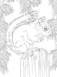 If your child loves the jungle or the animals, then this coloring sheet is for her. American Red Squirrel Coloring Page Free Printable Coloring Pages Squirrel Coloring Page Animal Coloring Pages Coloring Book Art