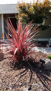 Cordyline Red Star Landscape Plants Patio