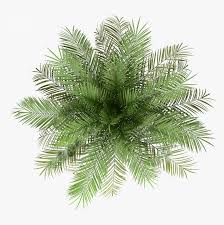 palm tree top view png transparent png kindpng palm tree top view png transparent png