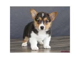 Click here to be notified when new pembroke welsh corgi puppies are listed. Pembroke Welsh Corgi Dog Female Tri Colored 2694189 Petland Racine Wi