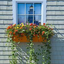 A box designed to hold soil for growing plants at a windowsill. Window Boxes Best Flowers Plants Care Tips And Styling Ideas