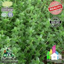 Is purslane an annual or a perennial? Yard Garden Outdoor Living Perennial Seeds Chinese Wolfberry Perennial Herbal Hedge Super Fruit Us Goji Berry 100 Seeds