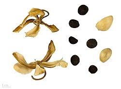 Image result for Merremia