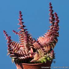 Image result for Crassula alticola