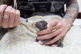 Syringe Feeding Kitten Lady