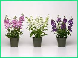 Check spelling or type a new query. Tanaman Bunga Hias Yang Cantik Di Dalam Pot Silahkan Menanan Tanaman Bunga Cantik Gambar Bunga