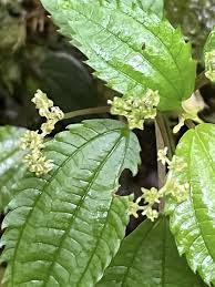 Image result for Lecanthus peduncularis