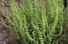 Image result for Lophiocarpus latifolius