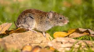 They may cause severe diseases. Hantavirus Symptome Ursachen Und Schutz Vor Dem Gefahrlichen Erreger