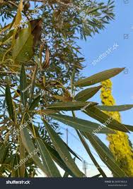 Image result for Searsia leptodictya