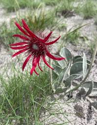 Image result for Pasaccardoa grantii