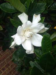 Pin On Mygardenanswers