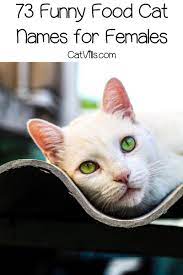 388 Funny Food Cat Names From Appetizer To Dessert Cat Names Food Humor Cats