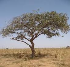 Image result for Terminalia brachystemma ×  sericea