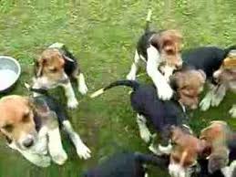 Inquire which additional vaccinations will be. Old English Foxhound Pups 4 Youtube