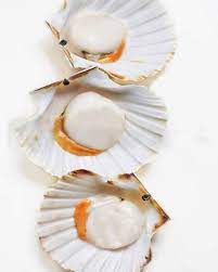 They are used in many recipes similar to shrimp or clams in foods such as pasta dishes and appetizers. What Are Scallops How To Cook It Must Check Before Cook