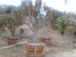 Free next day delivery | christmas tree box 48. Aloe Bainesii 48 Box 025 11 T X 11 W The Good Earth Nursery