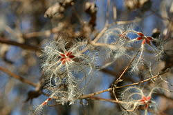 Image result for Clematis brachiata