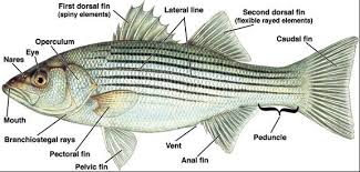 Fish External View Anatomy Www Anatomynote Com Fish Anatomy Fish Marine Animals
