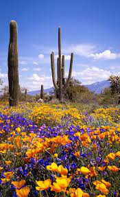 On the reverse appears a beaver the state animal. On Social Media Ray Cleveland Arizona Wildflowers Nature Photography Beautiful Nature