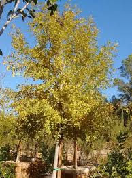 Image result for Bonamia velutina