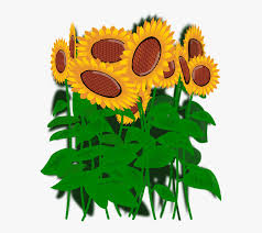 If you like, you can download pictures in icon format or directly in. Bunga Matahari Vektor Png Free Transparent Clipart Clipartkey