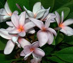 Darwin Blues Sacred Garden Frangipanis