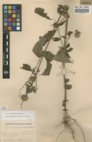 Image result for Leucas deflexa