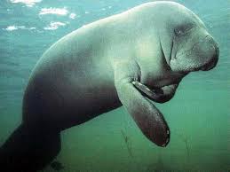 Manatee (plural manatees or manatee). Manati A Photo On Flickriver