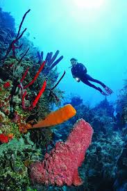 Bekijk meer ideeën over duikhelm, duiken, helm. 98 Ideeen Over Snorkel Scuba Dive Duiken Duiken Snorkelen Duiken Tattoo